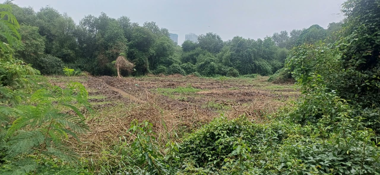 ठाणे पूर्व खाडी किनारी वन विभाग लावणार आठ हजार खारफुटी