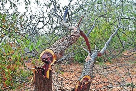 शहापूर तालुक्यात प्रकल्पांनी घेतला ९० हजार झाडांचा बळी