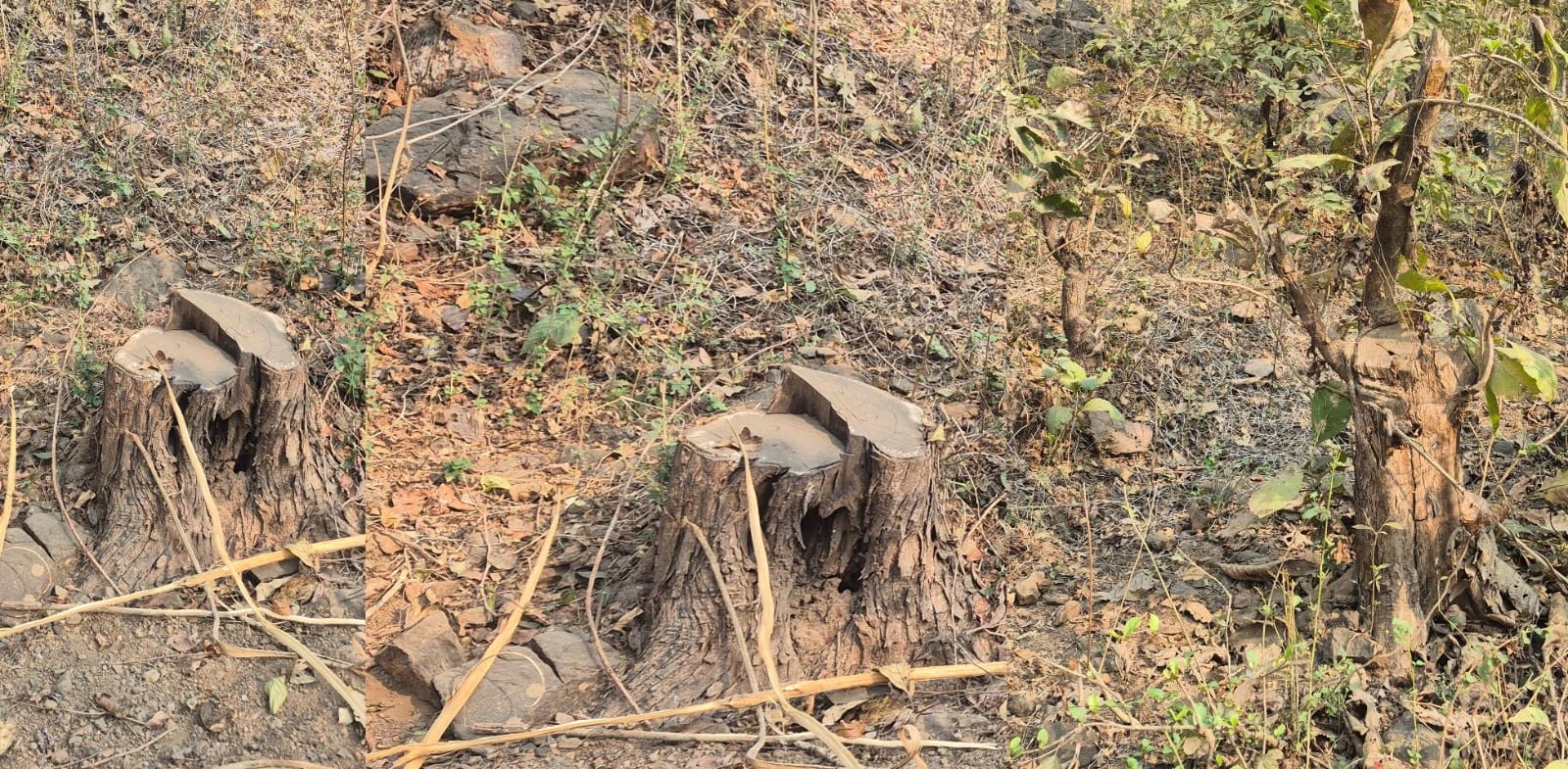 धसई वनपरिक्षेत्रावर बेकायदा वृक्षतोडीची कुऱ्हाड