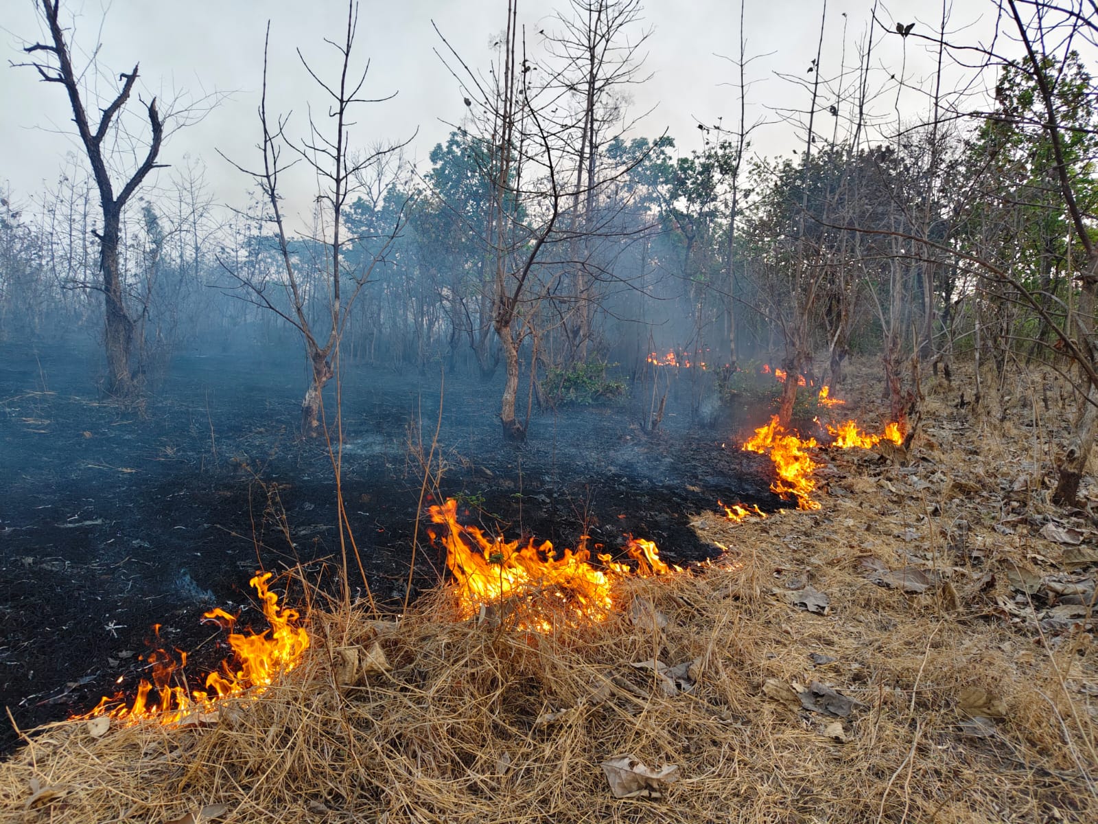 वणव्यात शेकडो हेक्टर राखीव वन जळून खाक