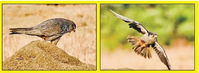 गुजरात-महाराष्ट्राच्या आकाशातून अमूर फाल्कनचा परतीचा प्रवास