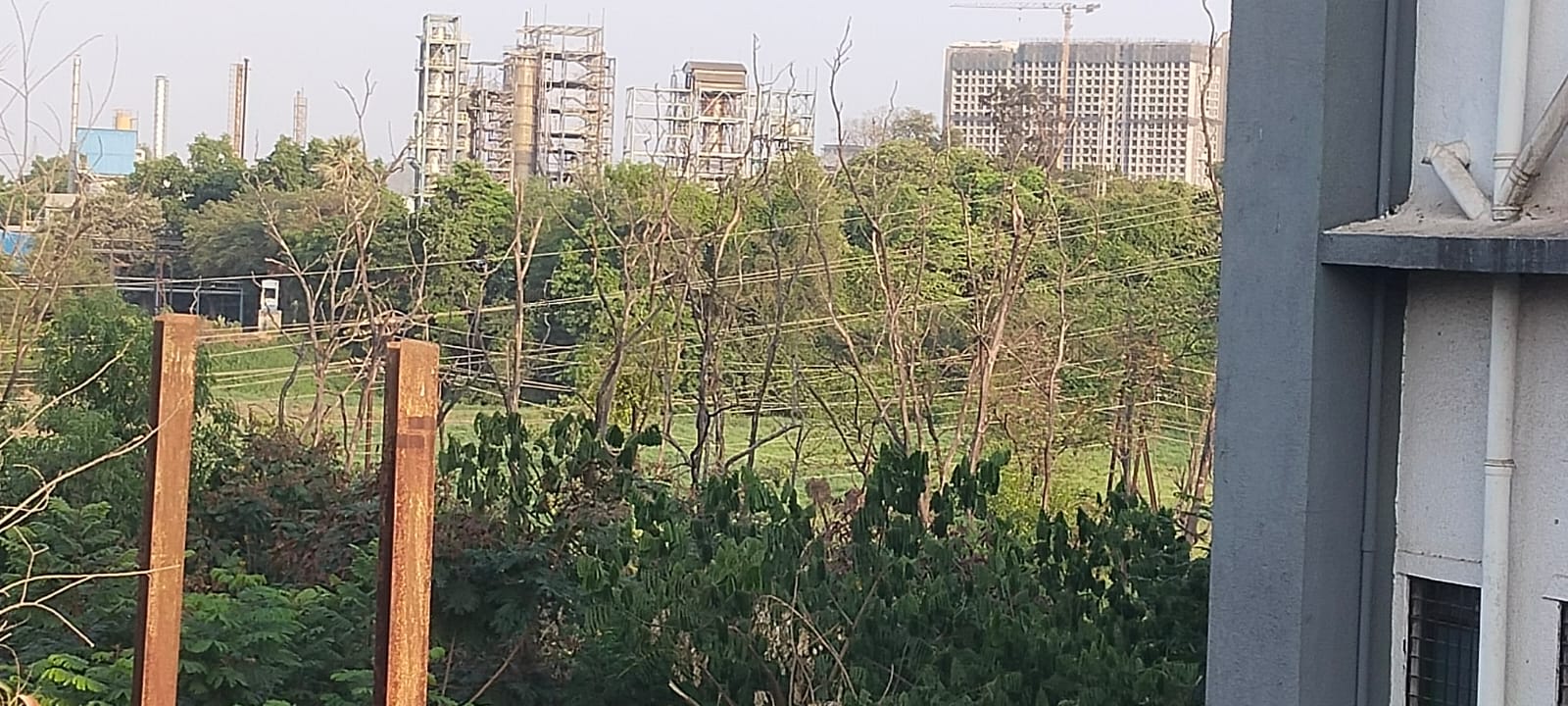 मोहनेतील एनपीएल कंपनी परिसरातील शेकडो झाडे सुकली