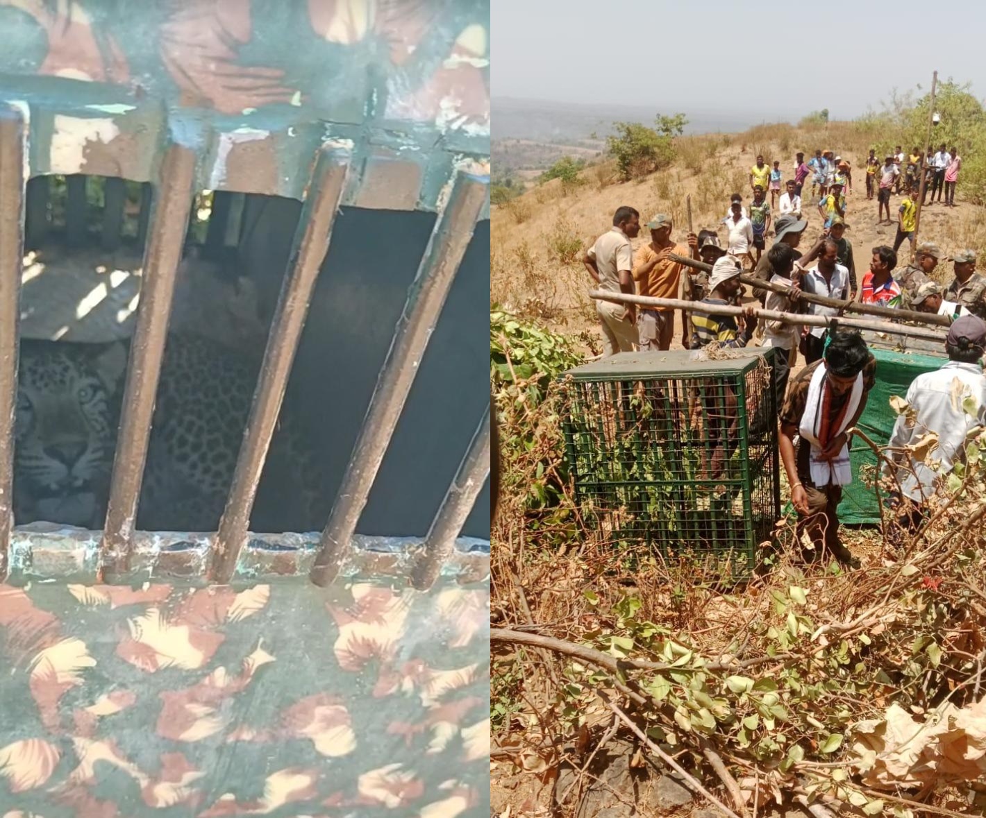 अखेर 'तो' नरभक्षक बिबट्या जेरबंद