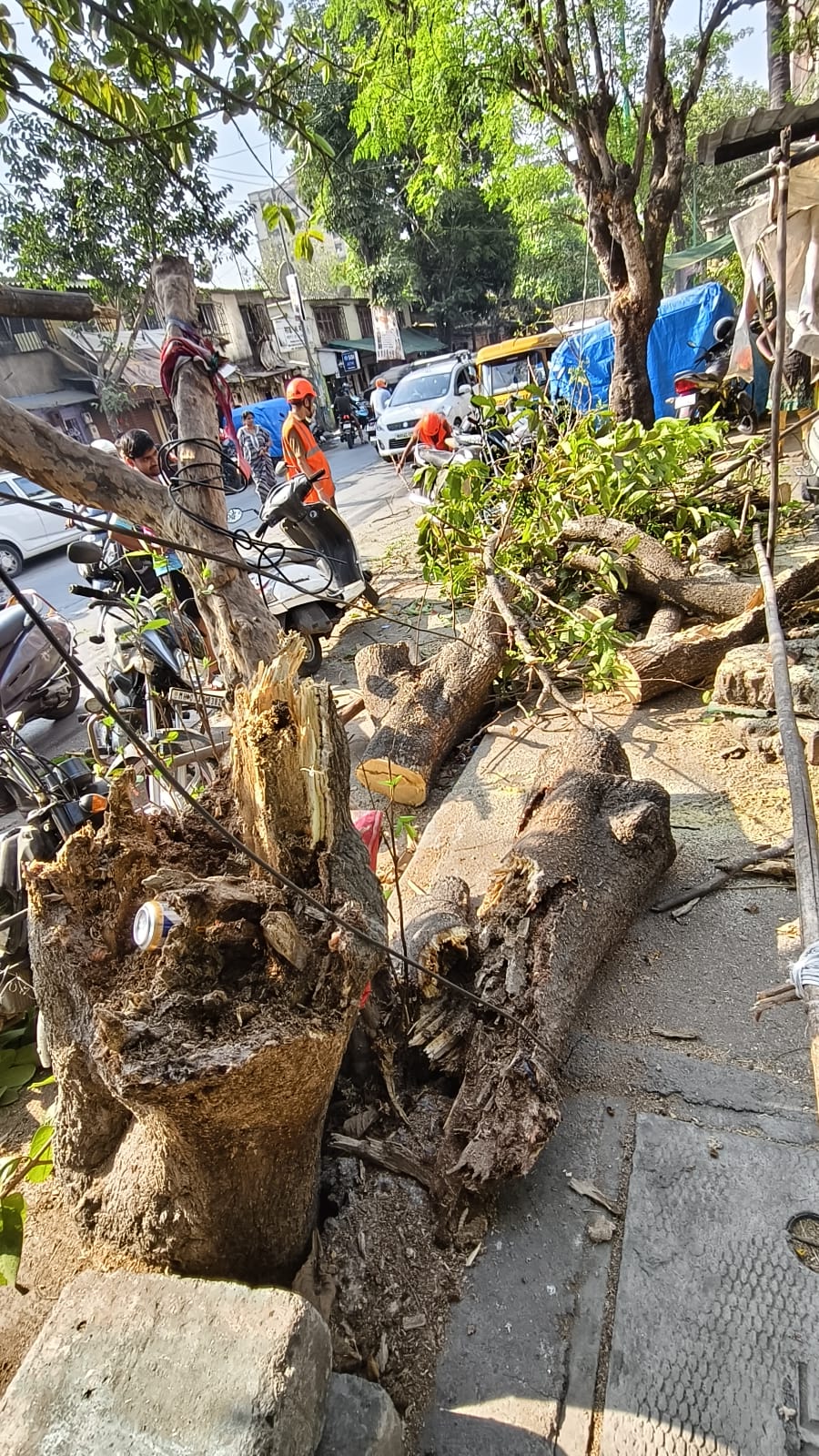 ठाण्यात दीड वर्षांत ५६० झाडे कोसळली