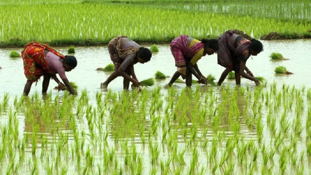 ठाणे जिल्ह्यात भात पेरणीला वेग