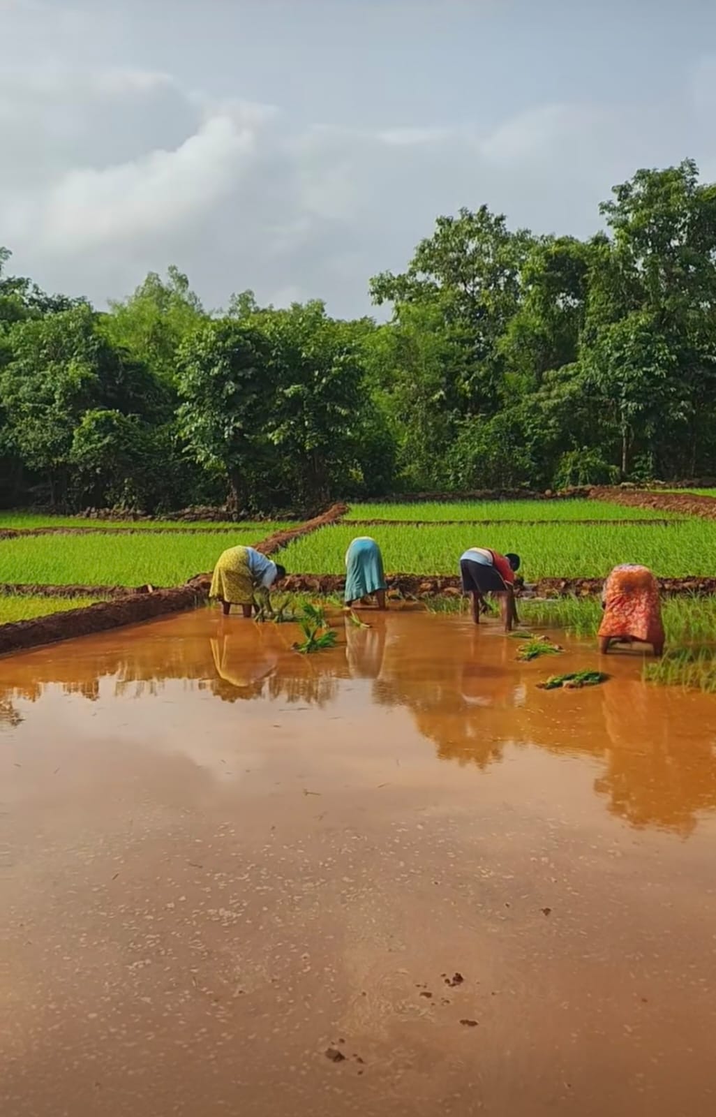 मान्सूनने दिली साथ; भातलावणीला आला वेग