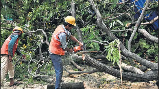 ठामपा वृक्ष प्राधिकरणाची झाडाझडती