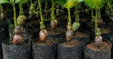 ठाण्यात मागेल त्याला काजू कलमे