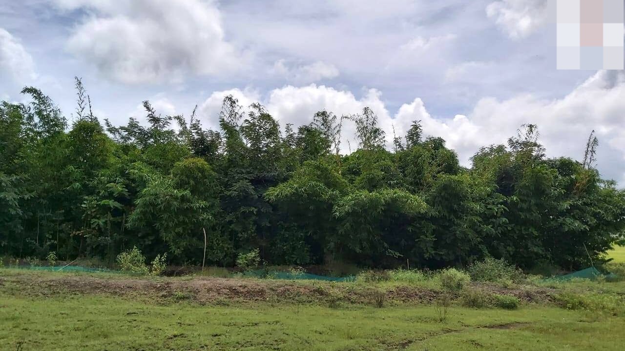 पाणथळ क्षेत्रात भराव; 'मियावाकी'ला मज्जाव