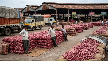 एपीएमसी बाजारात इजिप्तचा कांदा दाखल
